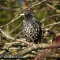 starling (Sturnus vulgaris) Kenneth Noble